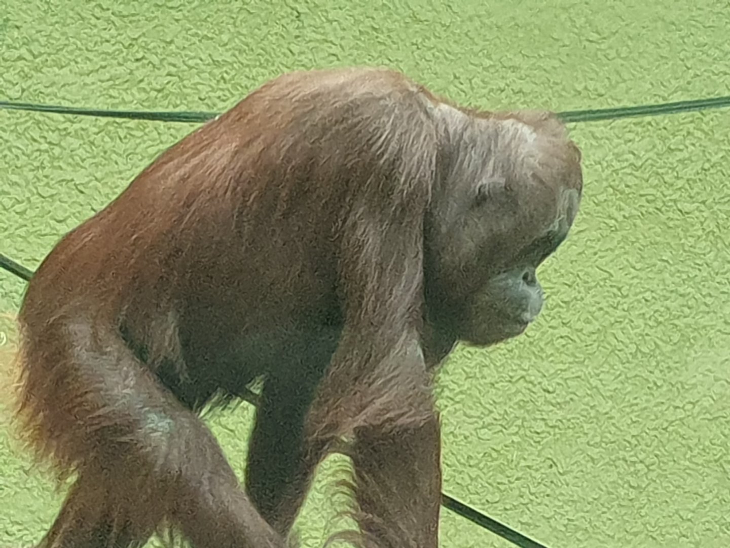Bornean Orangutan 25/8/23