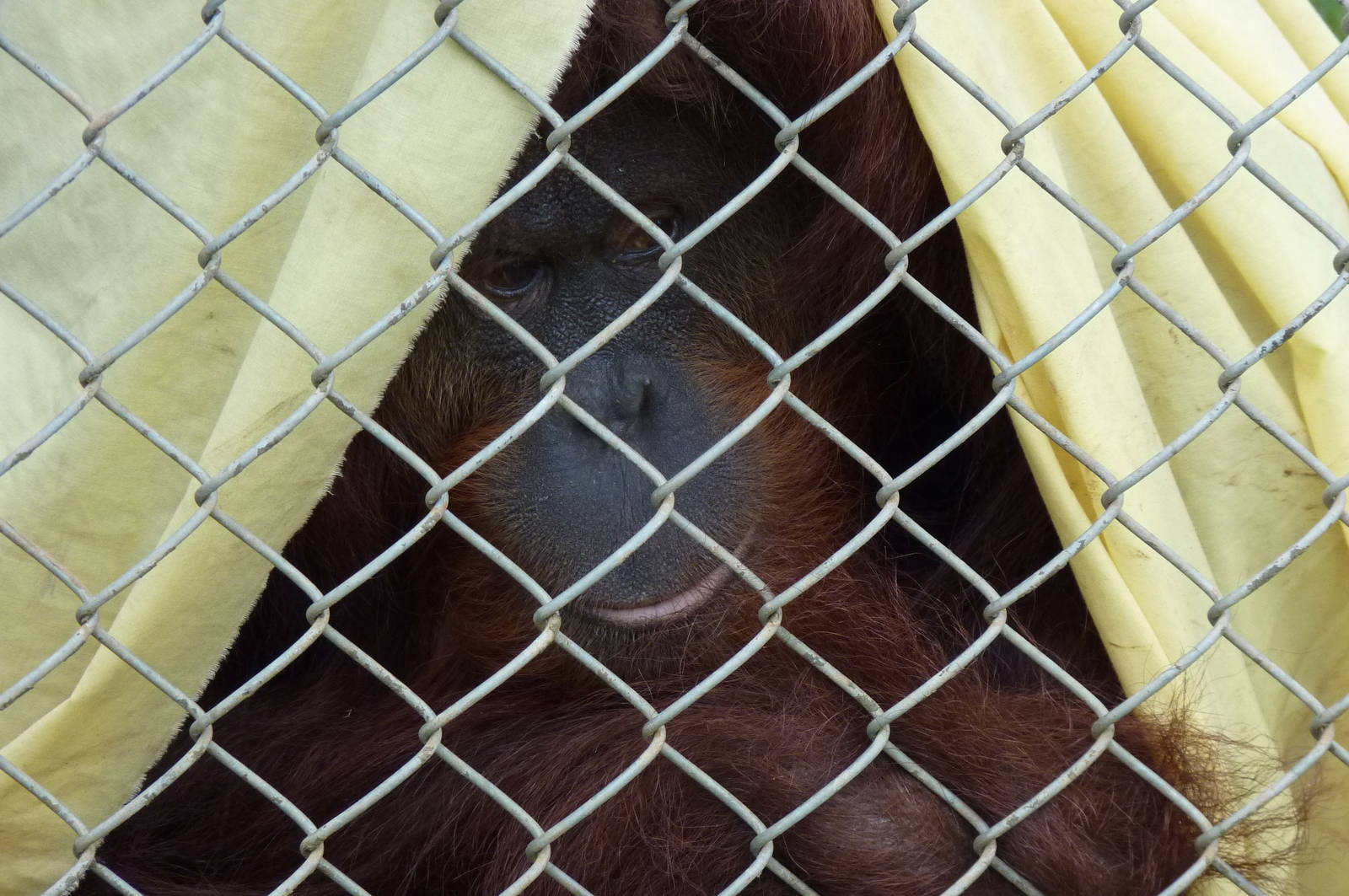 Bornean Orangutan, 30 December 2012