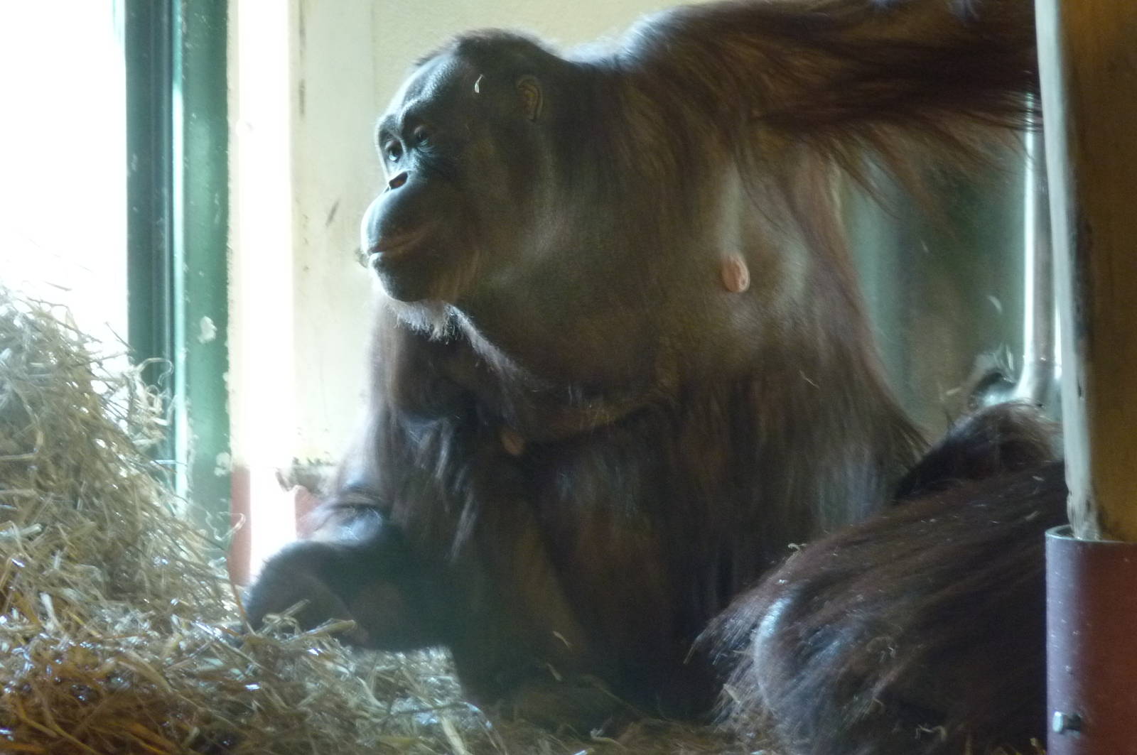 Bornean Orangutan, 6 February 2013