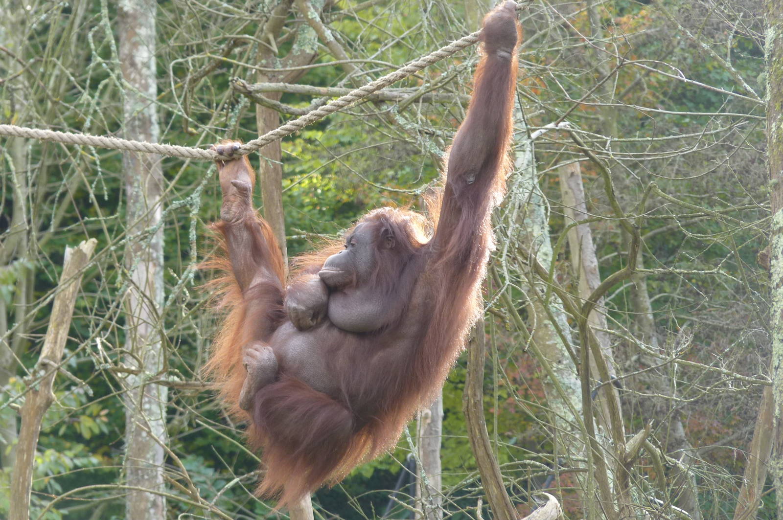 Bornean Orangutan, 7 November 2012