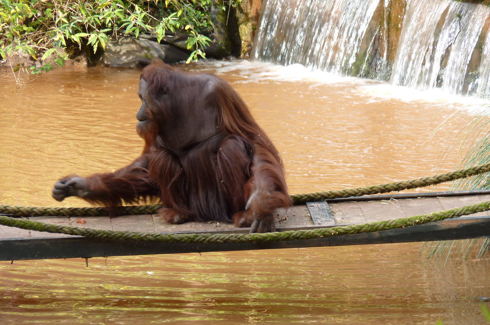 Bornean Orangutan, 7 October 2012