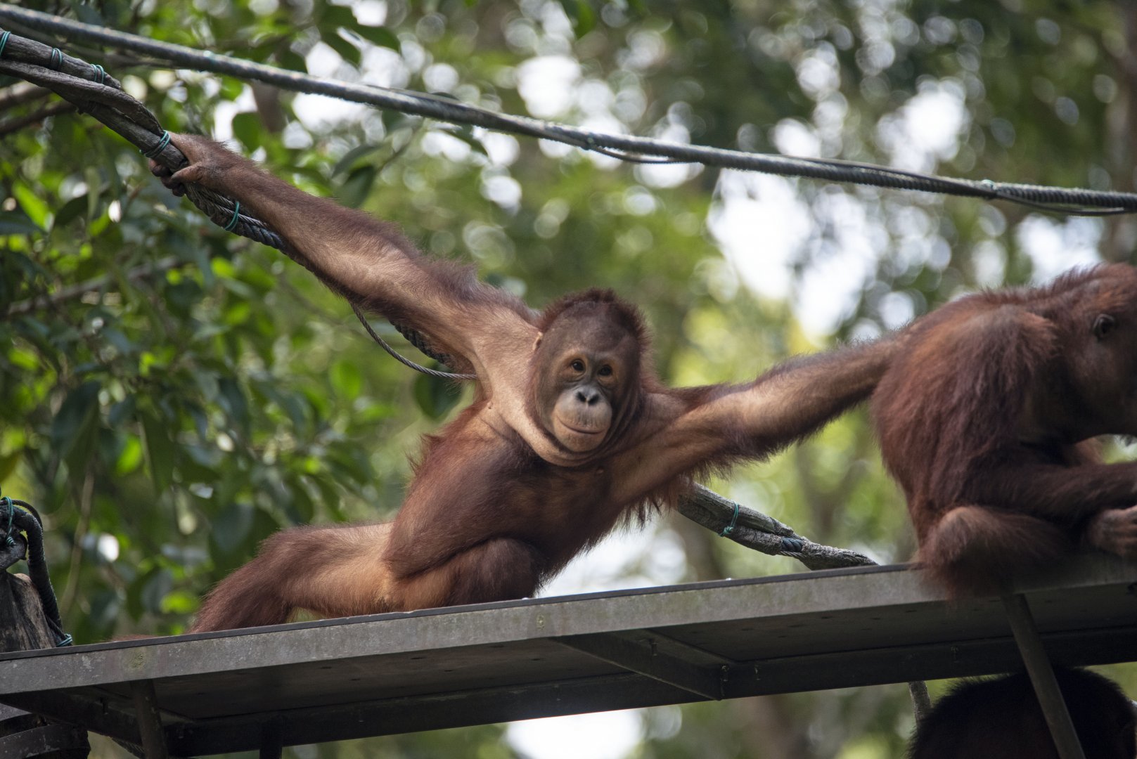 Bornean orangutan 'Adi'