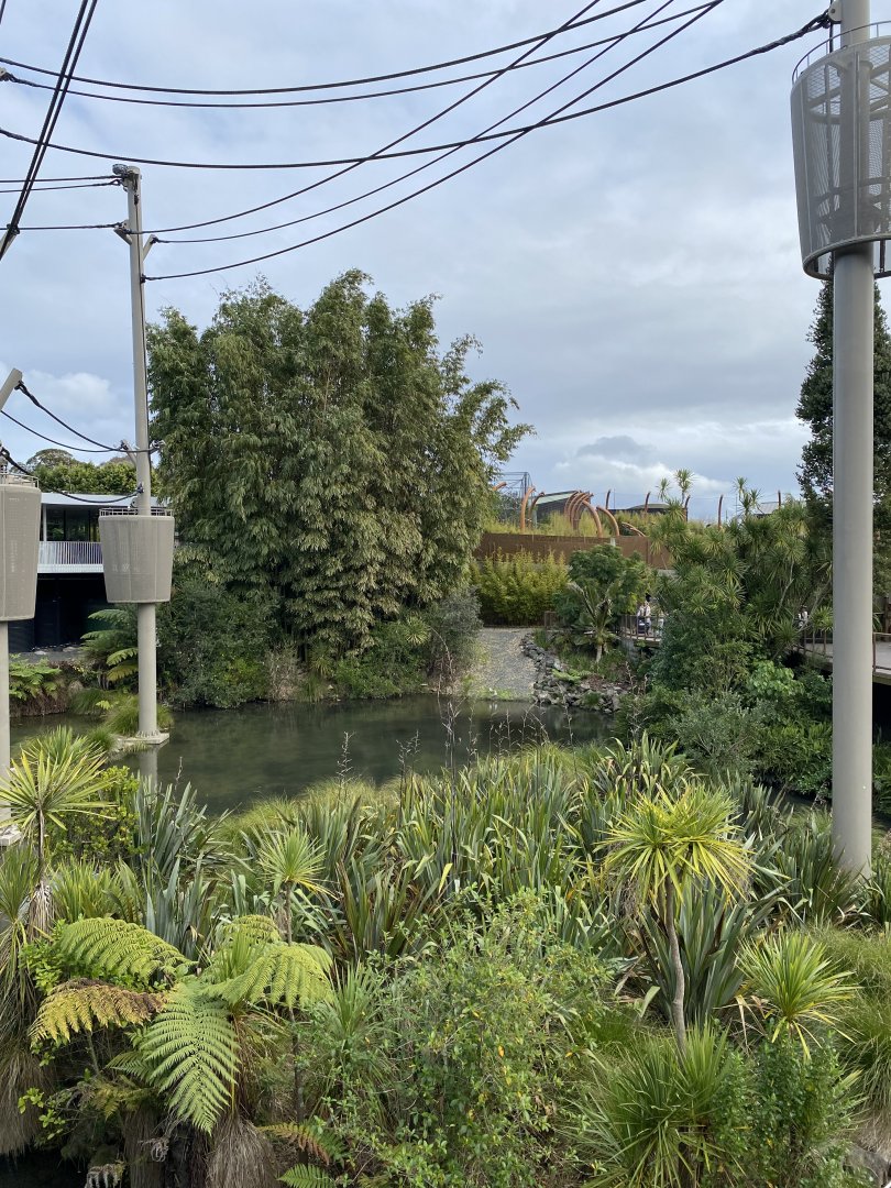 Bornean Orangutan aerial pathways over lake