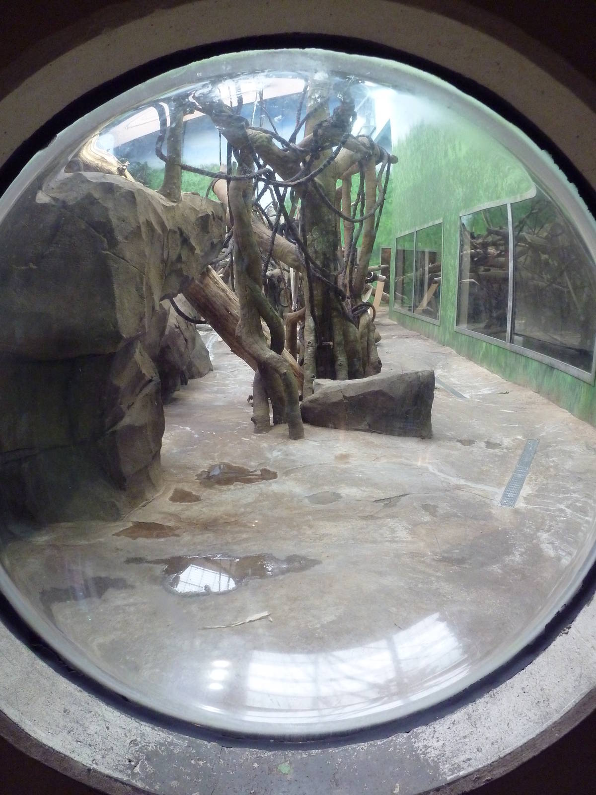 Bornean Orangutan/Agile Gibbon Indoor Exhibit
