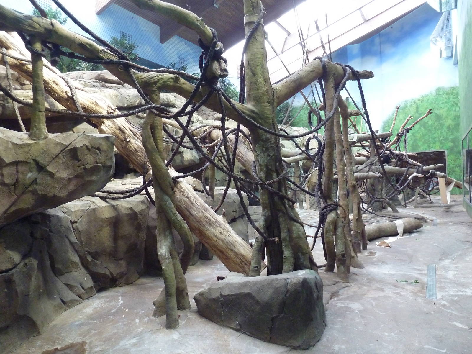 Bornean Orangutan/Agile Gibbon Indoor Exhibit