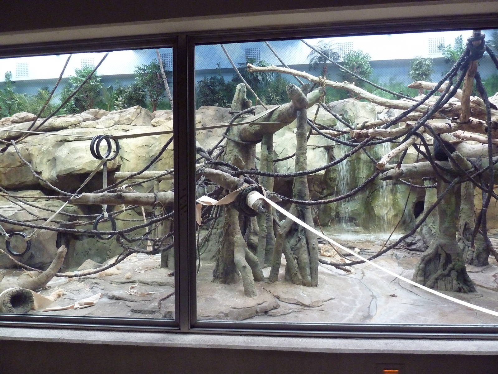 Bornean Orangutan/Agile Gibbon Indoor Exhibit