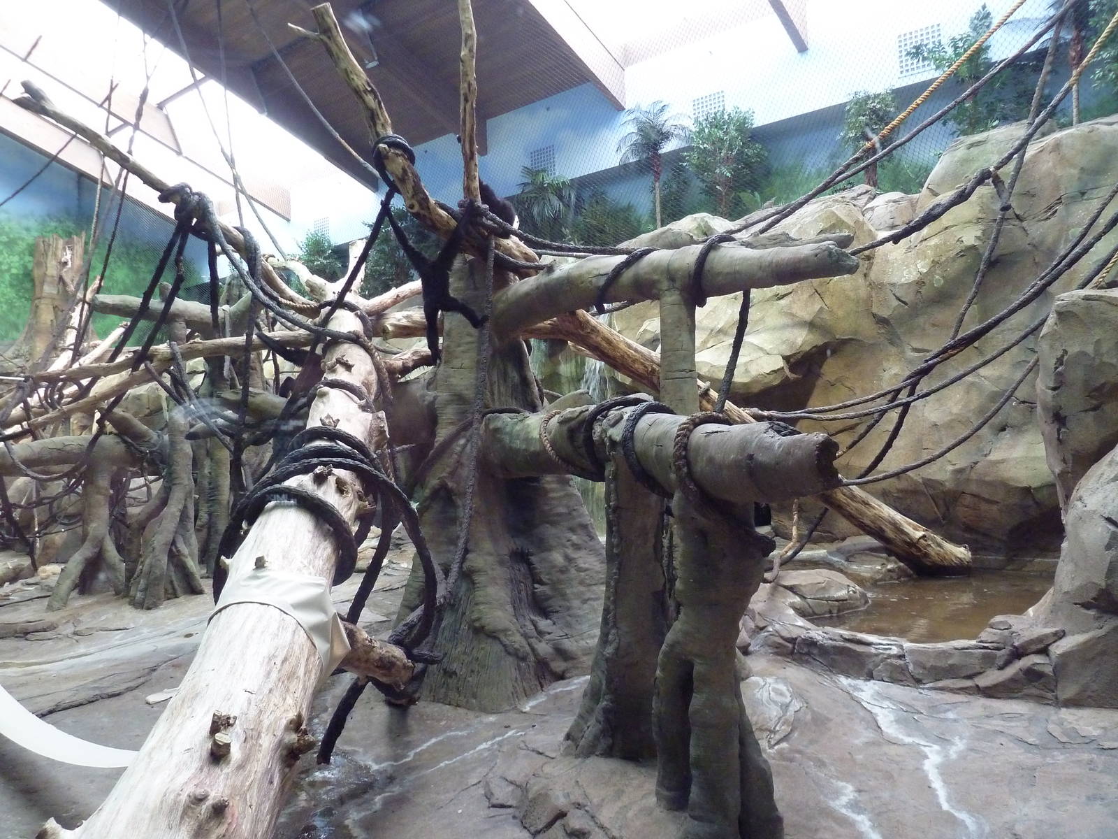 Bornean Orangutan/Agile Gibbon Indoor Exhibit