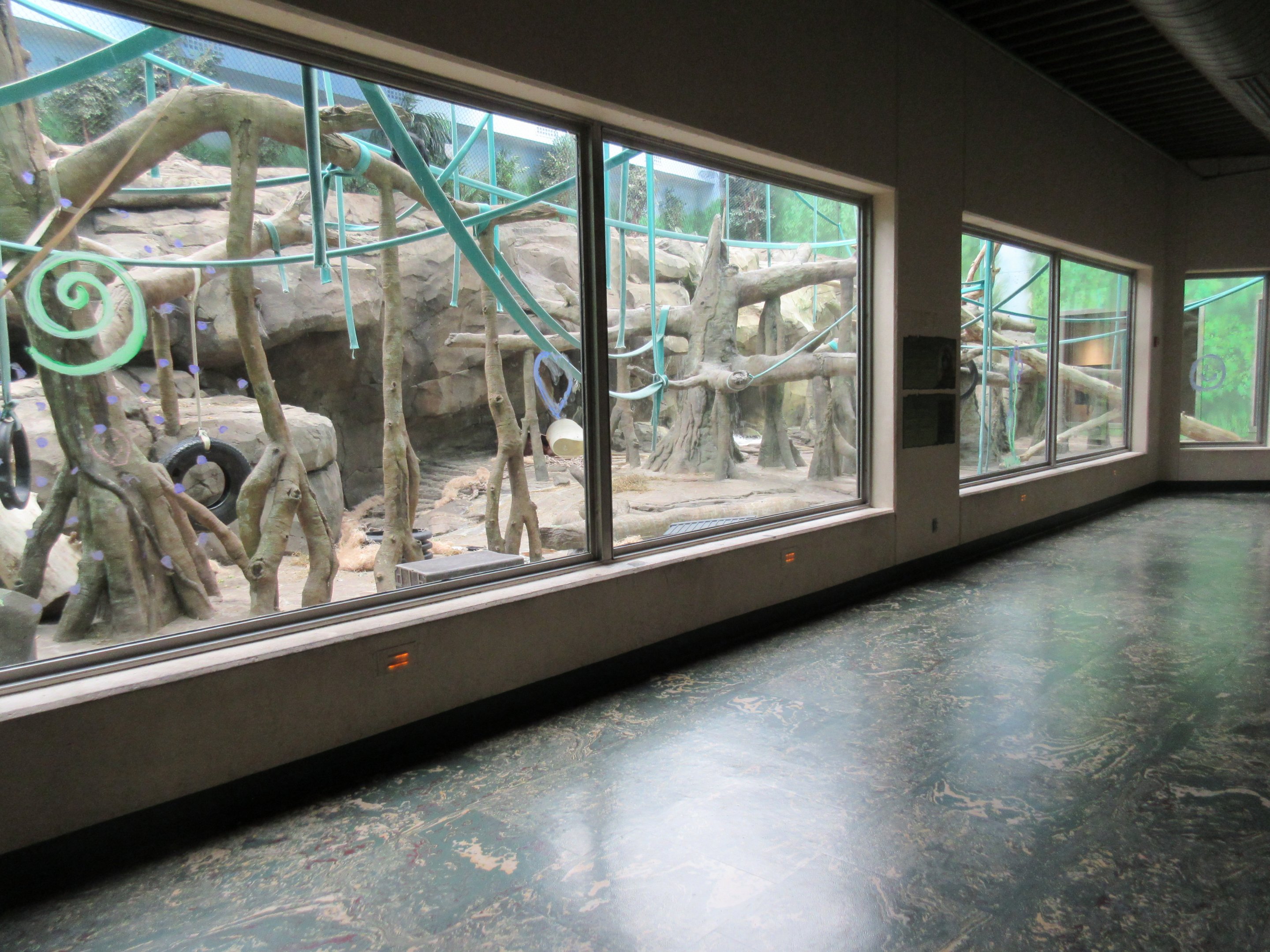 Bornean Orangutan/Agile Gibbon Indoor Exhibit