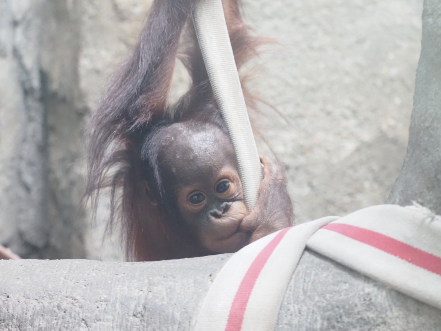 Bornean Orangutan "Akyli"