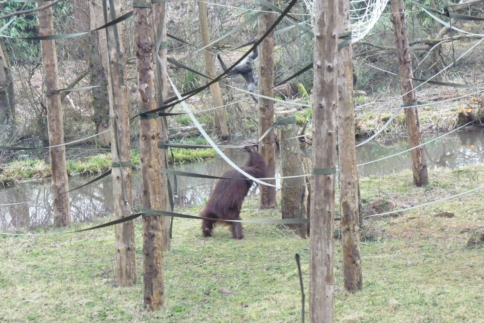 Bornean Orangutan and Grey Gibbon, March 2015