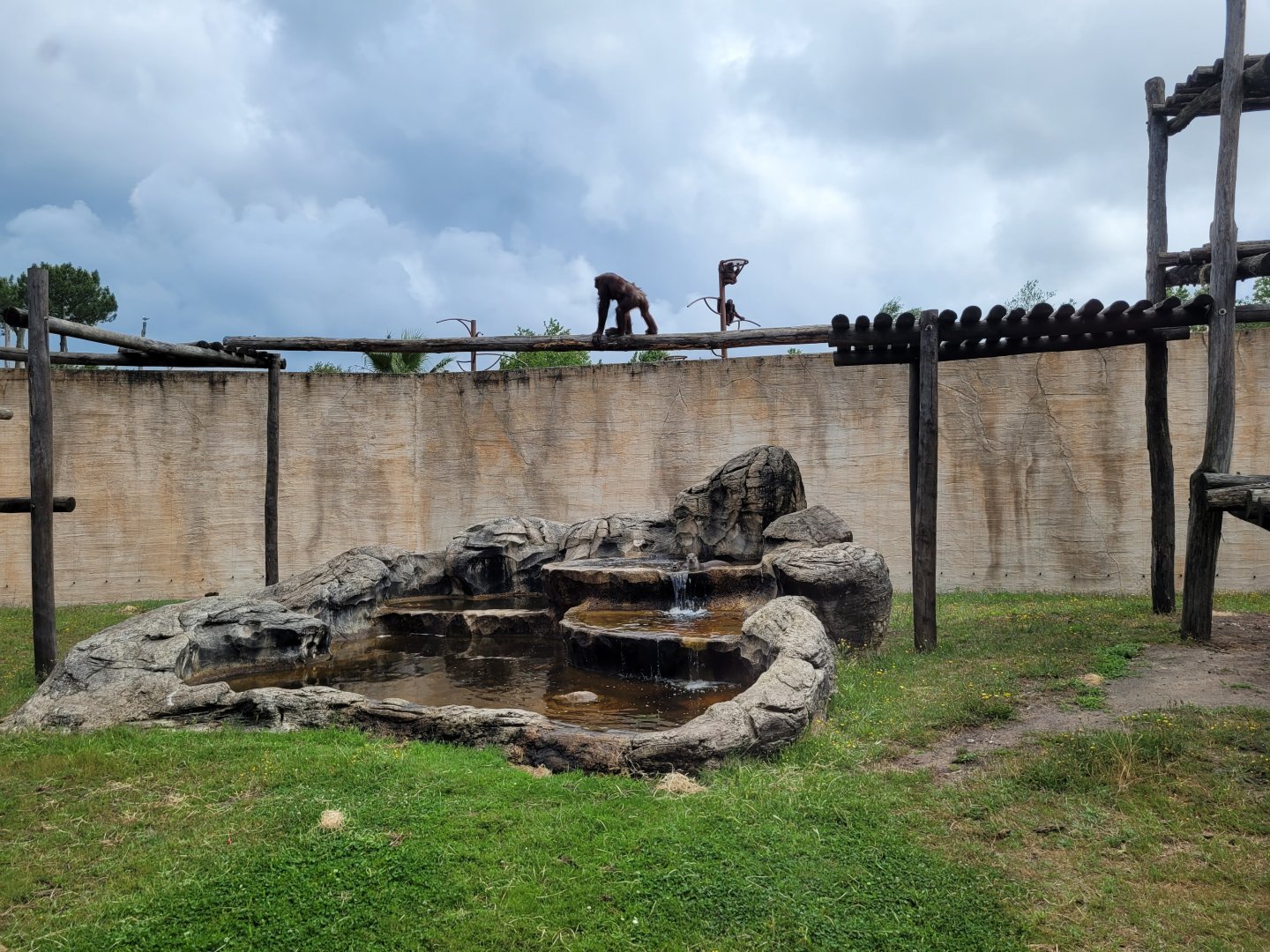 Bornean orangutan and Indochinese smooth-coated otter exhibit -Zoo du bassin d'Arcachon (2024)