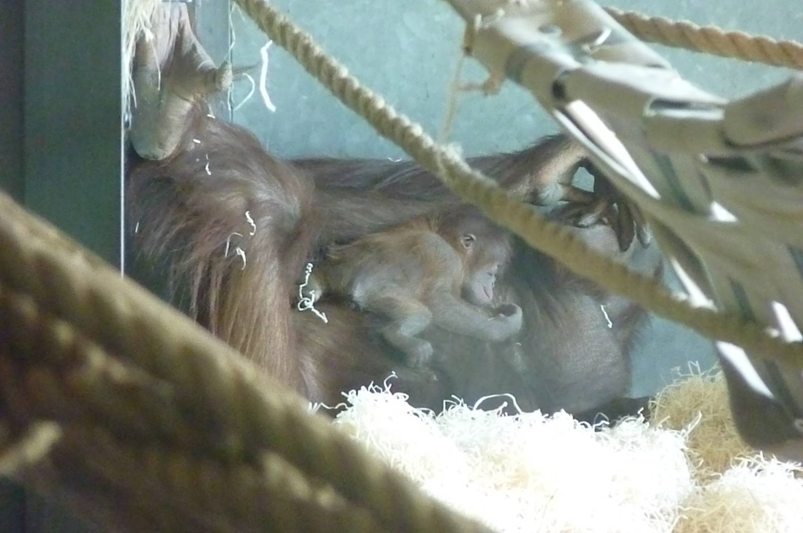 Bornean Orangutan and infant, 18 April 2013