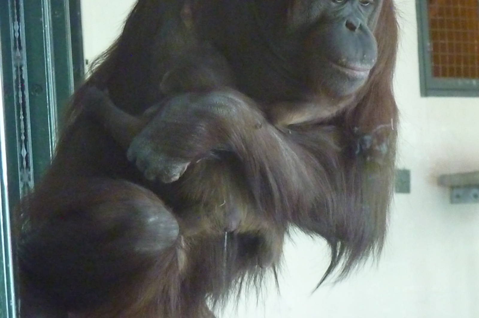 Bornean Orangutan and infant, 19 April 2013