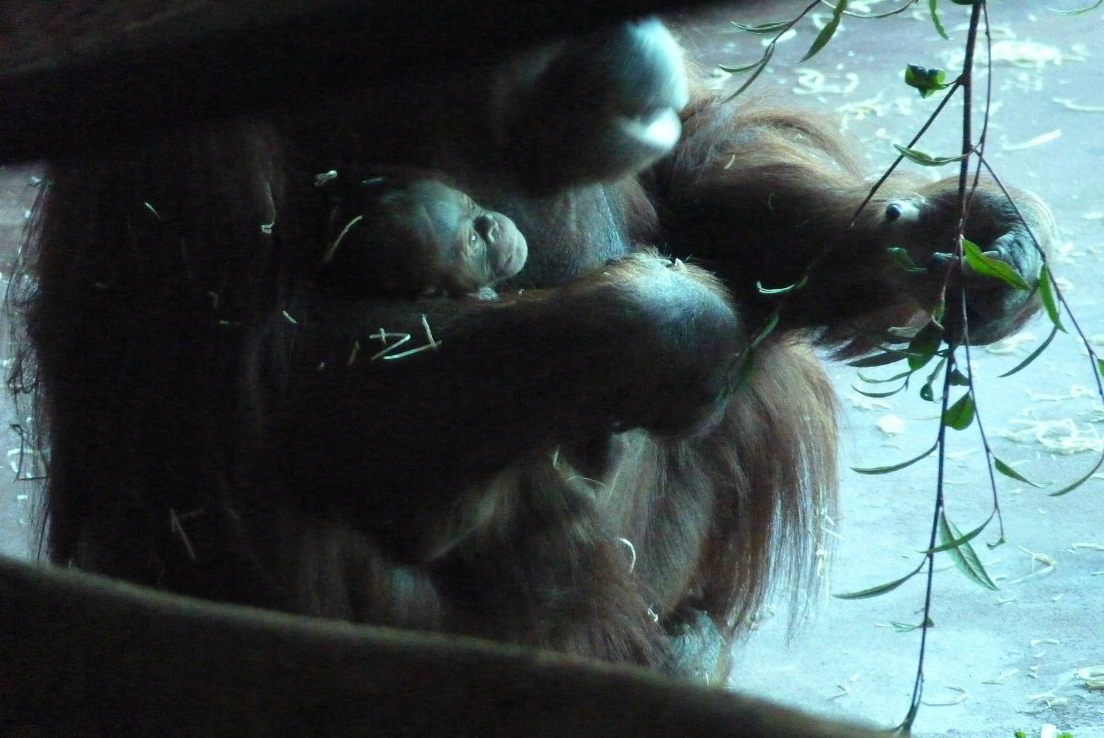 Bornean Orangutan and infant, 19 January 2014