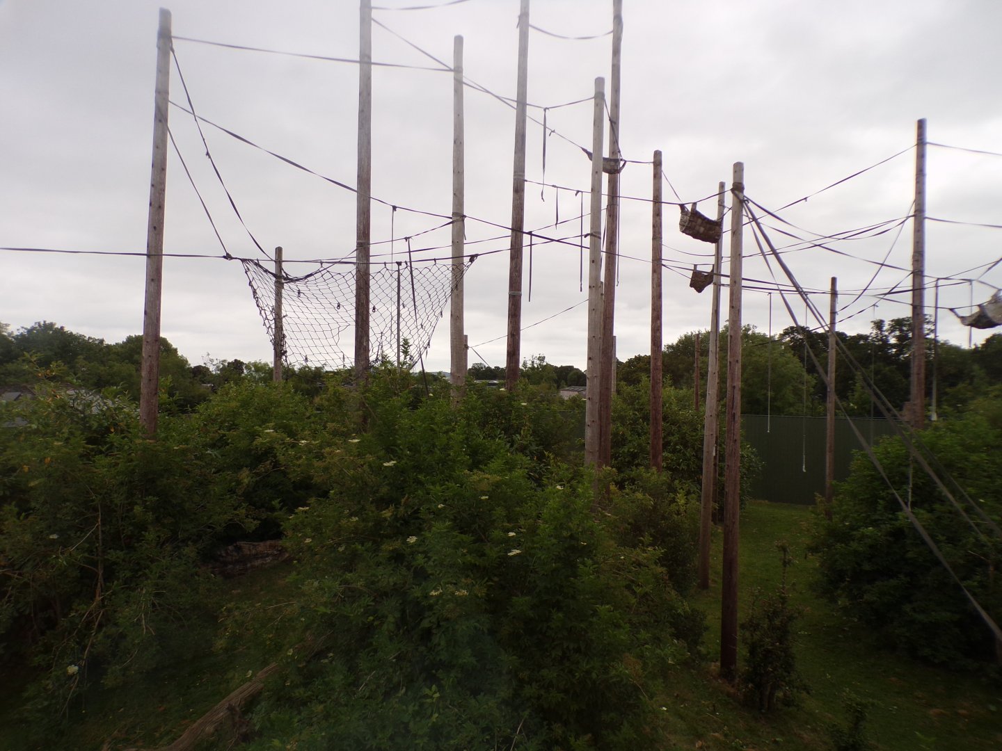 Bornean orangutan and Lar gibbon enclosure 29.6.24