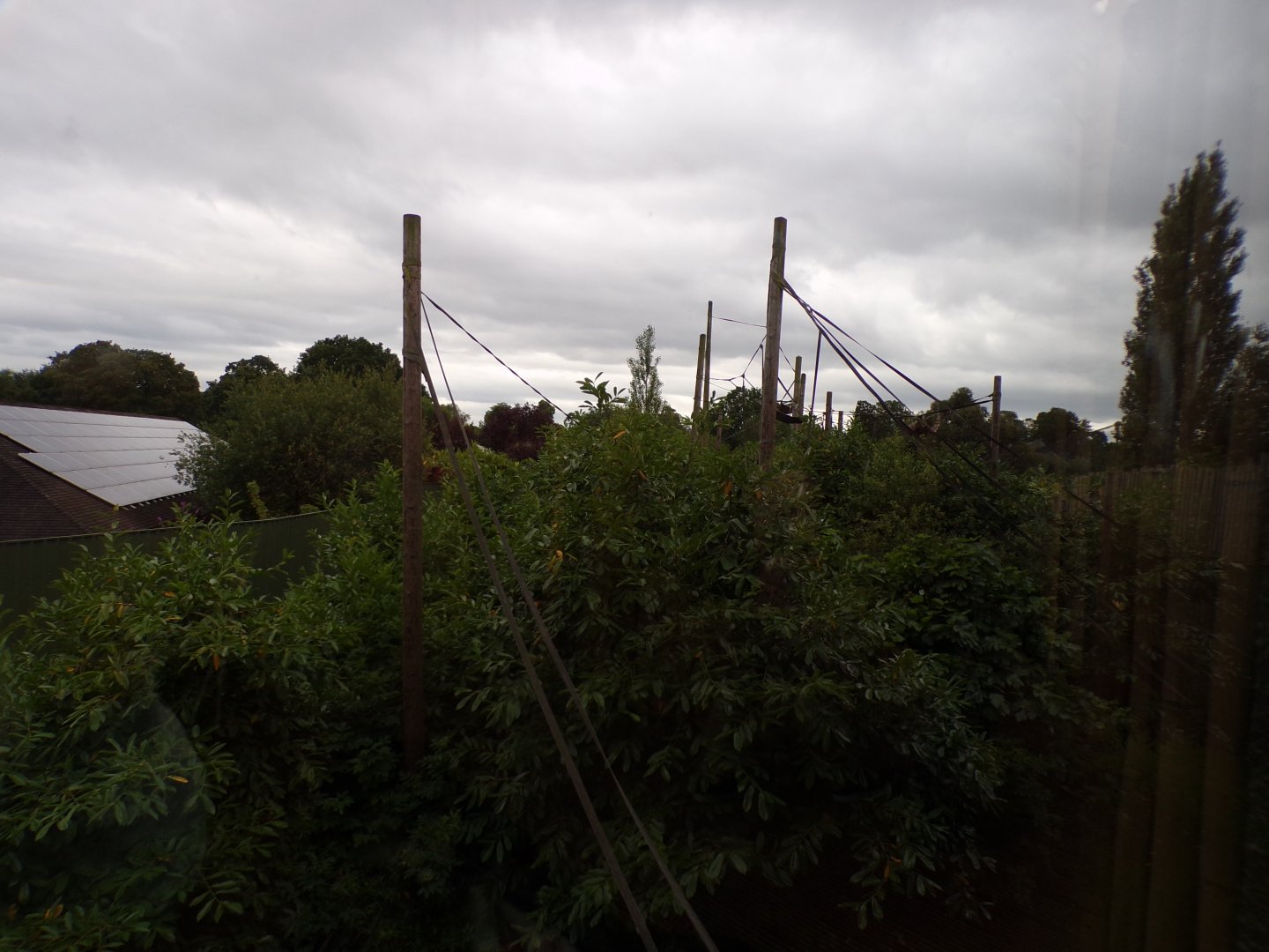 Bornean orangutan and lar gibbon enclosure 29.6.24