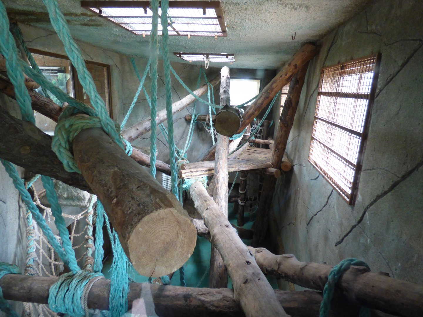 Bornean Orangutan and Lar Gibbon Enclosure