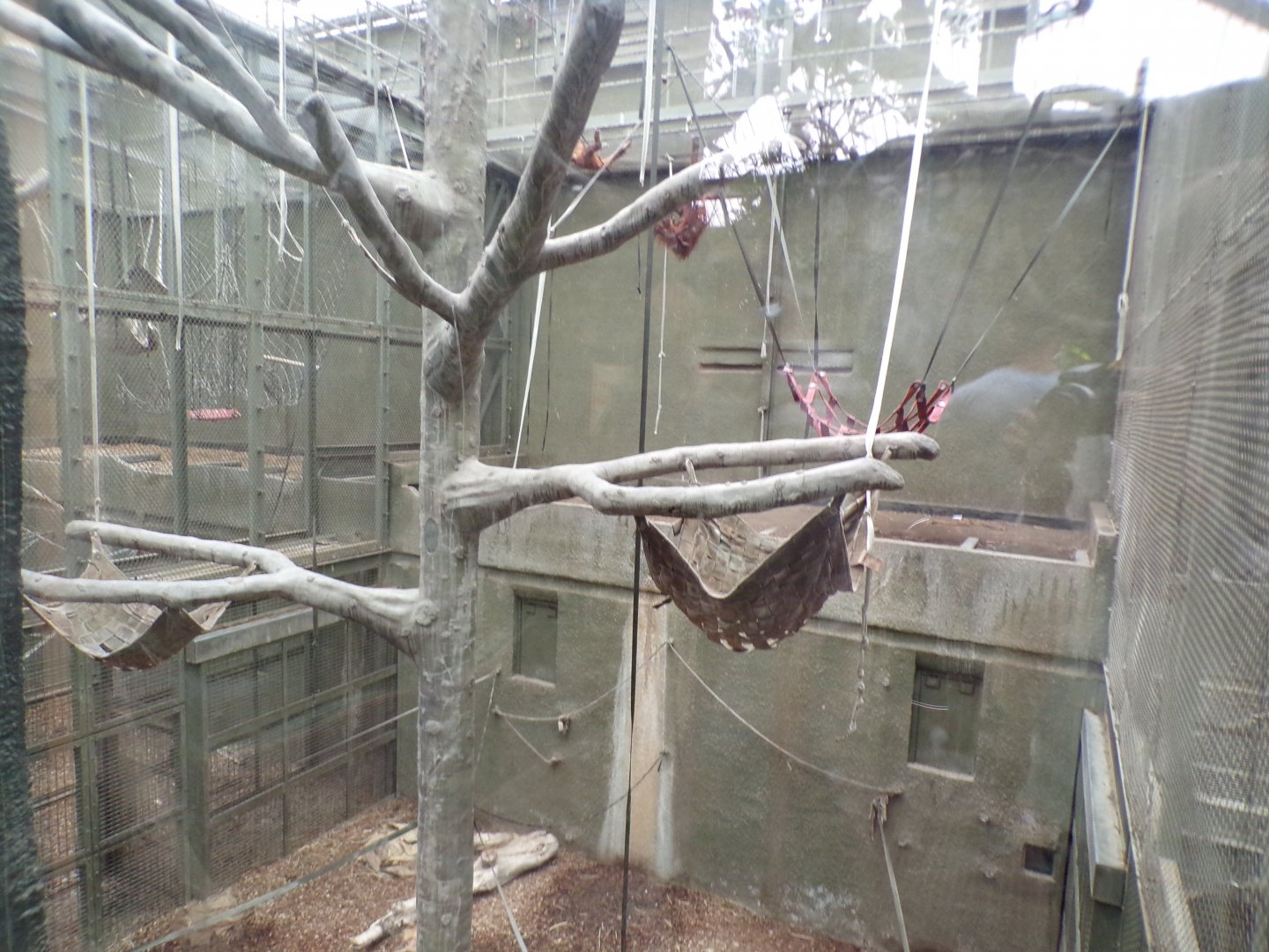 Bornean orangutan and lar gibbon indoors 29.6.24