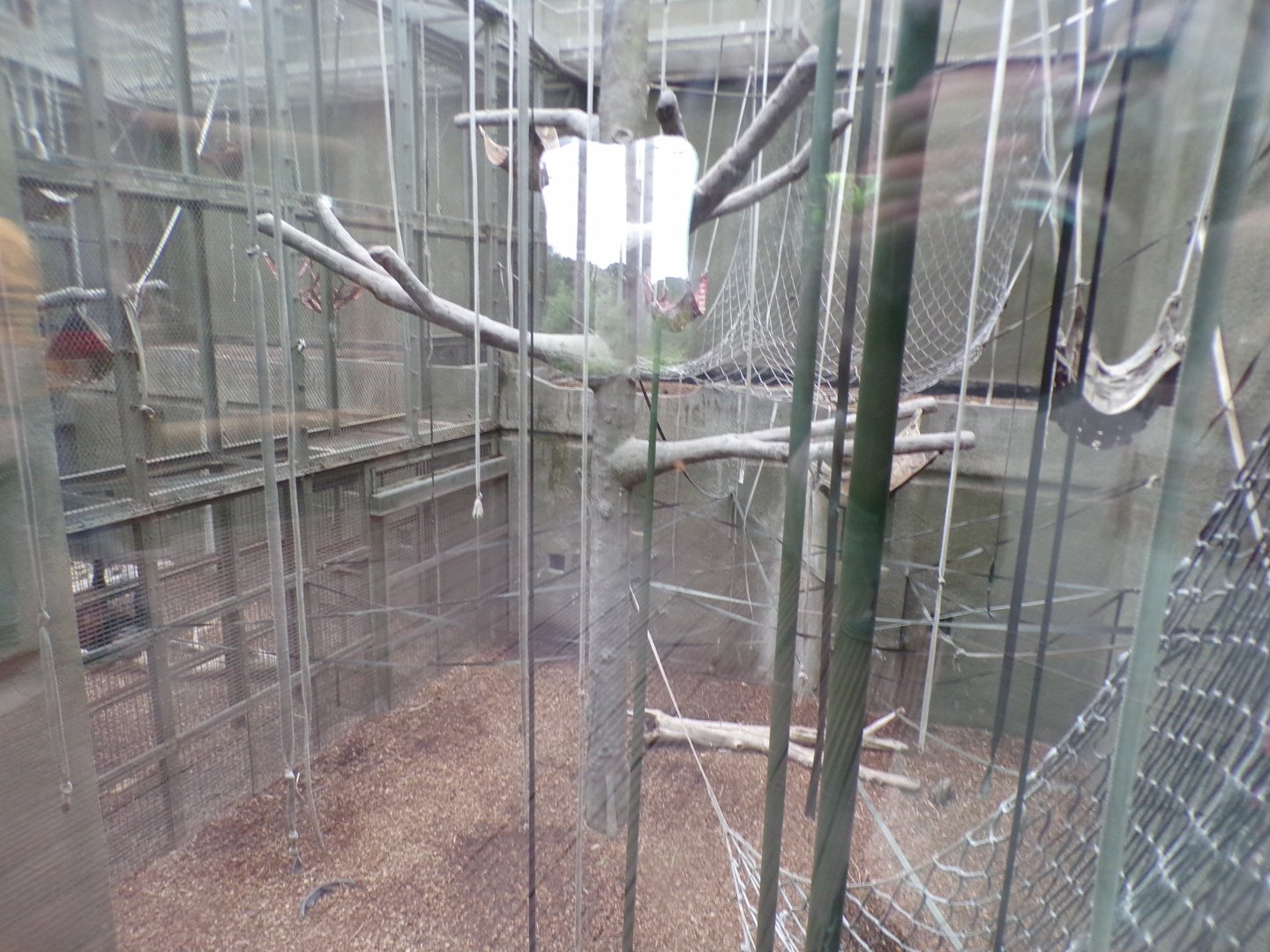 Bornean orangutan and lar gibbon indoors 29.6.24