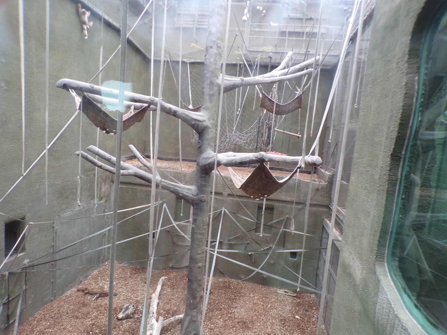 Bornean orangutan and lar gibbon indoors 29.6.24