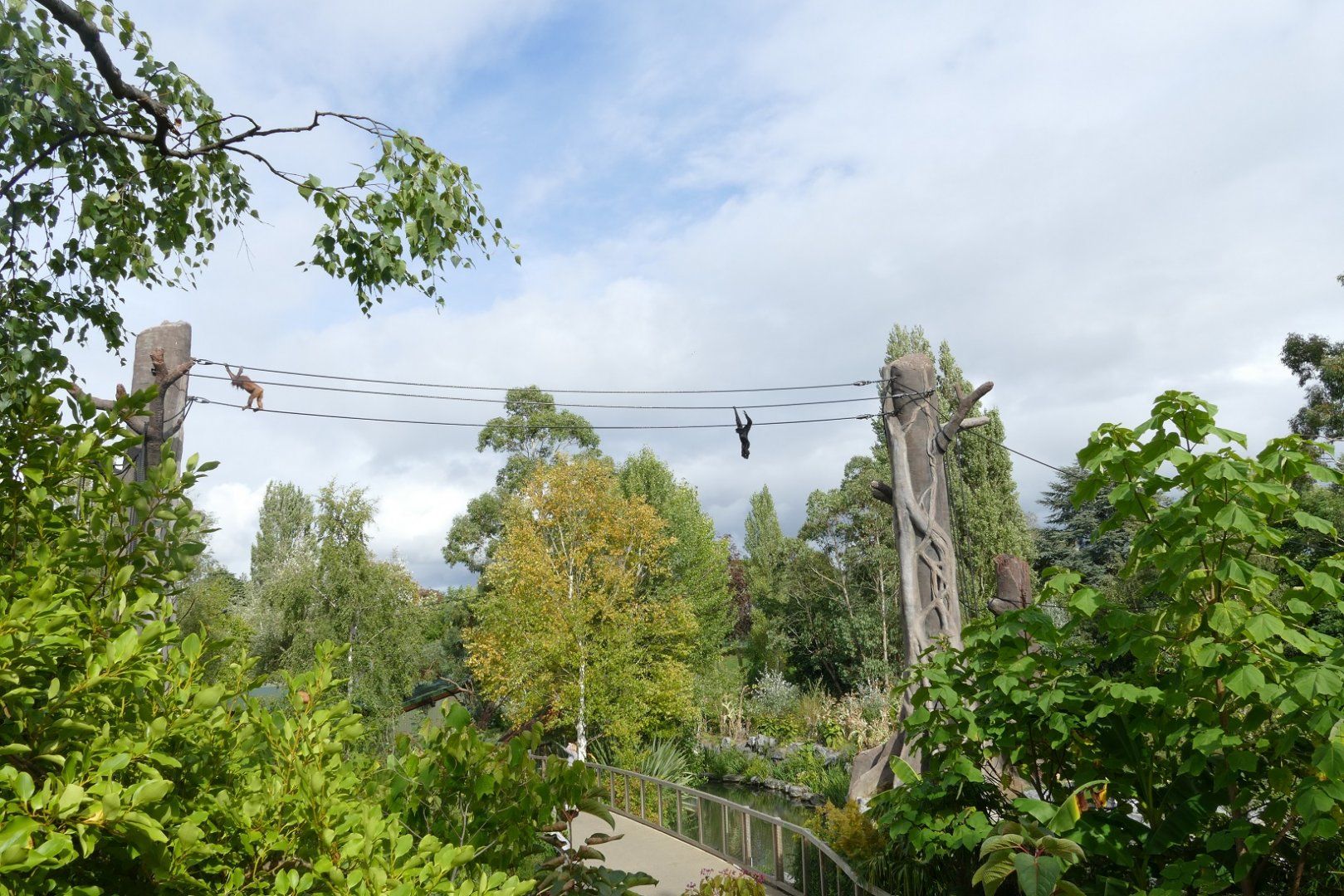 Bornean orangutan and siamang, September 2018