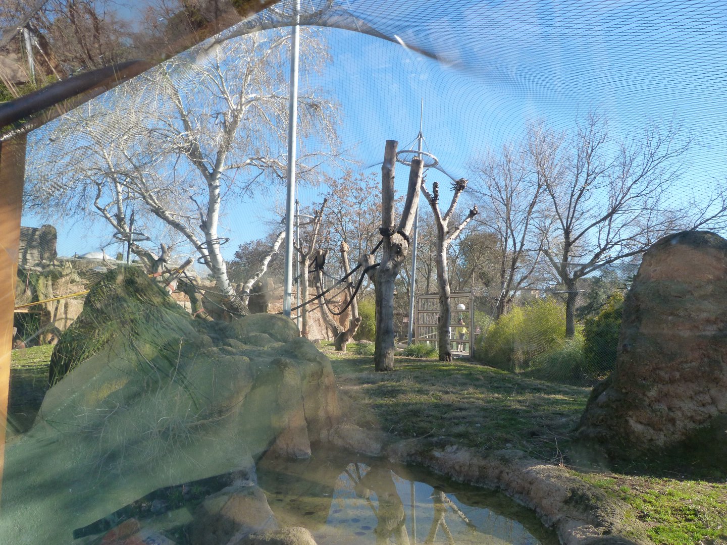 Bornean orangutan and White-handed gibbon exhibit -Zoo Aquarium de Madrid (2025)