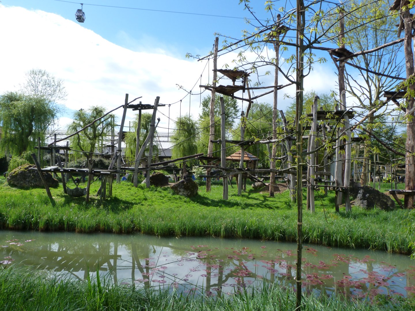 Bornean orangutan and White-handed gibbon exhibit -ZooParc de Beauval (2025)