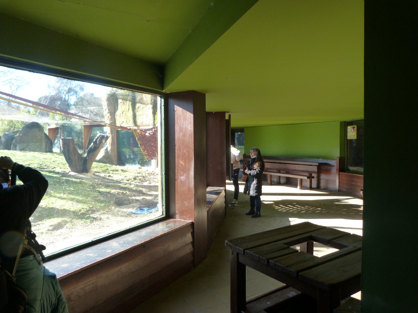 Bornean orangutan and White-handed gibbon viewing area -Zoo Aquarium de Madrid (2025)