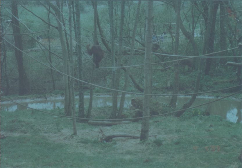 Bornean orangutan, April 1999