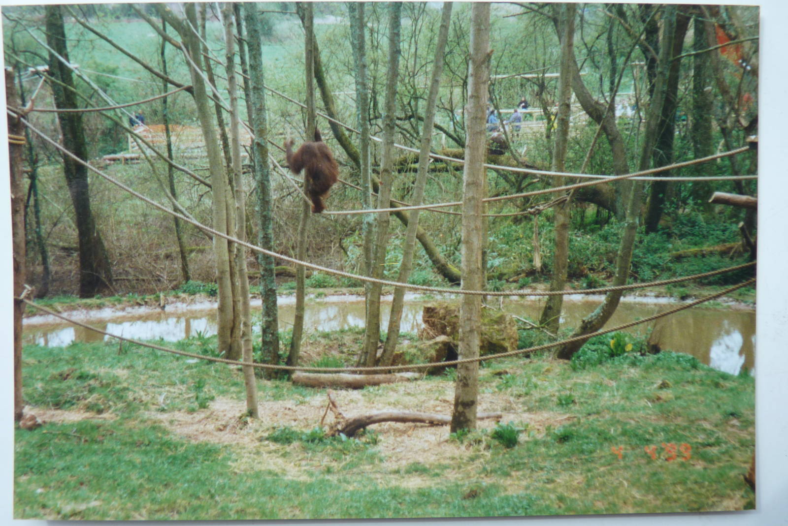 Bornean Orangutan, April 1999