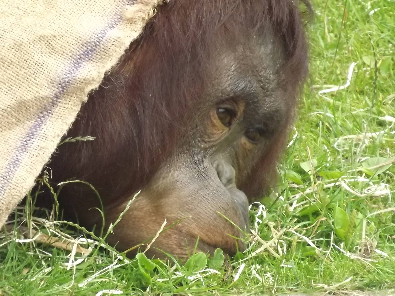 Bornean Orangutan at Blackpool Zoo 03/08/12