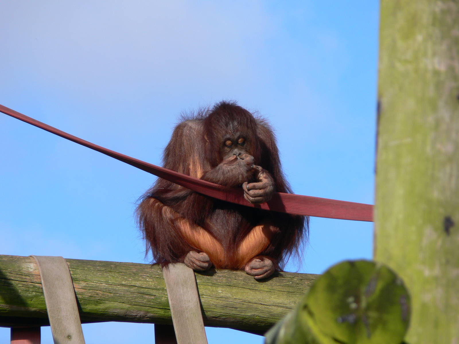 Bornean Orangutan at Blackpool Zoo 06/10/12