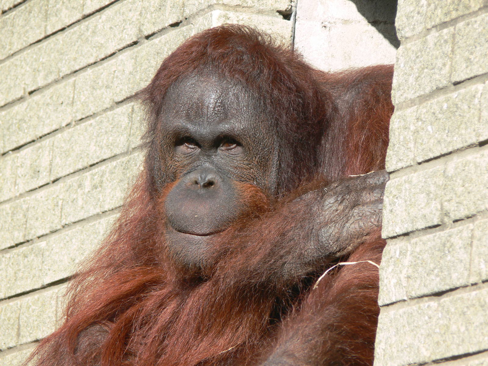 Bornean Orangutan at Blackpool Zoo 06/10/12