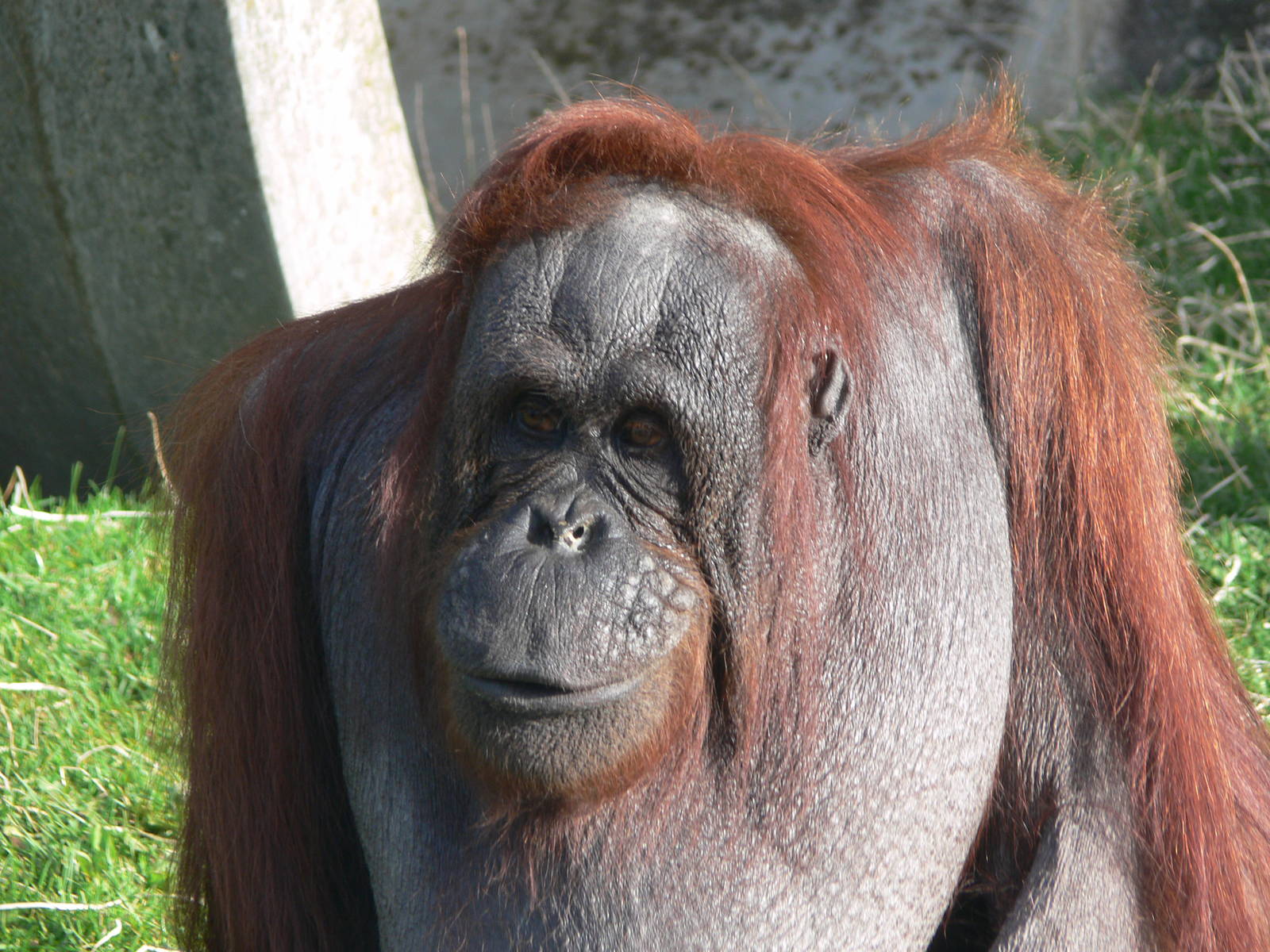 Bornean Orangutan at Blackpool Zoo 06/10/12