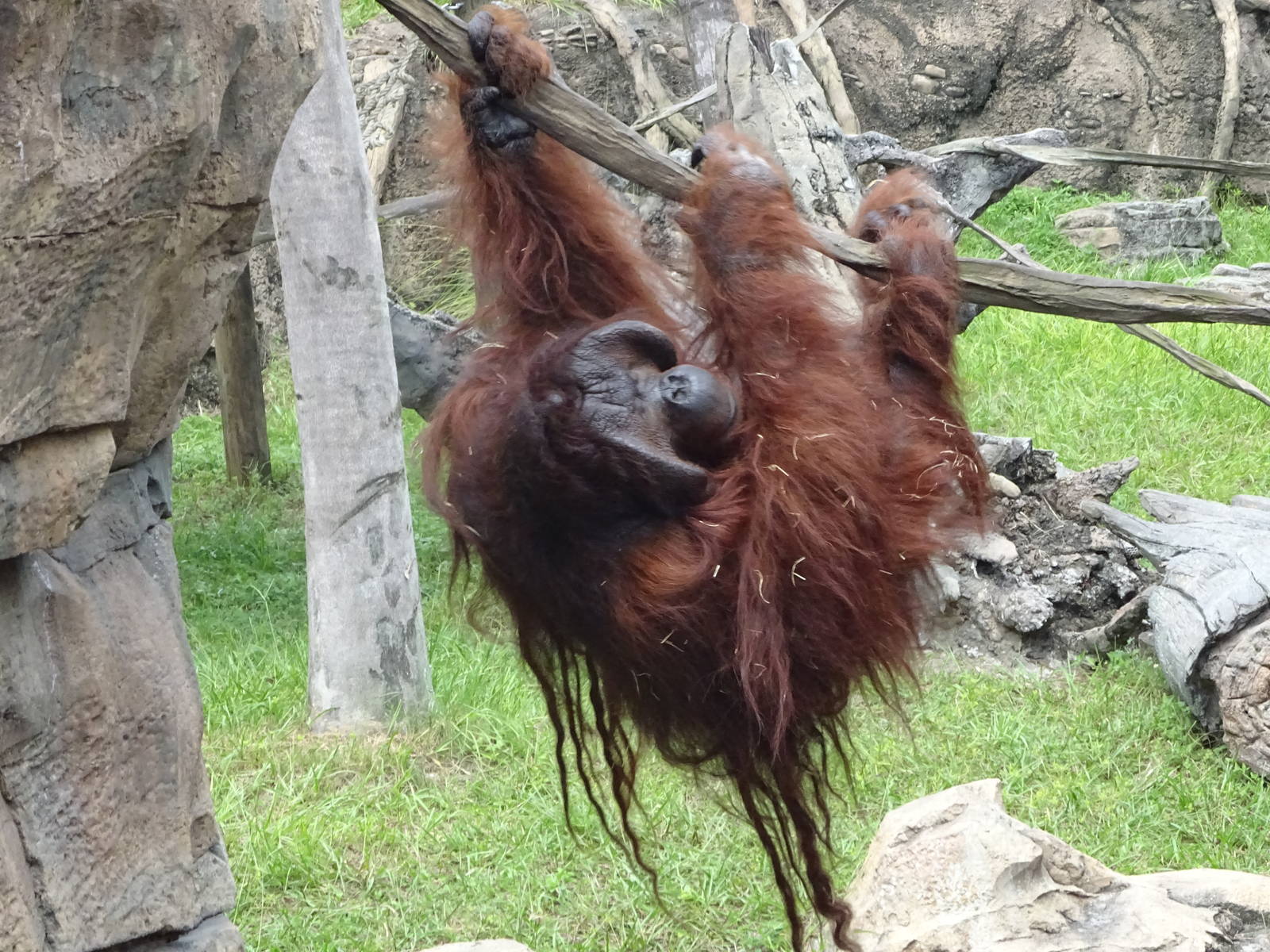 Bornean Orangutan at Busch Gardens Tampa