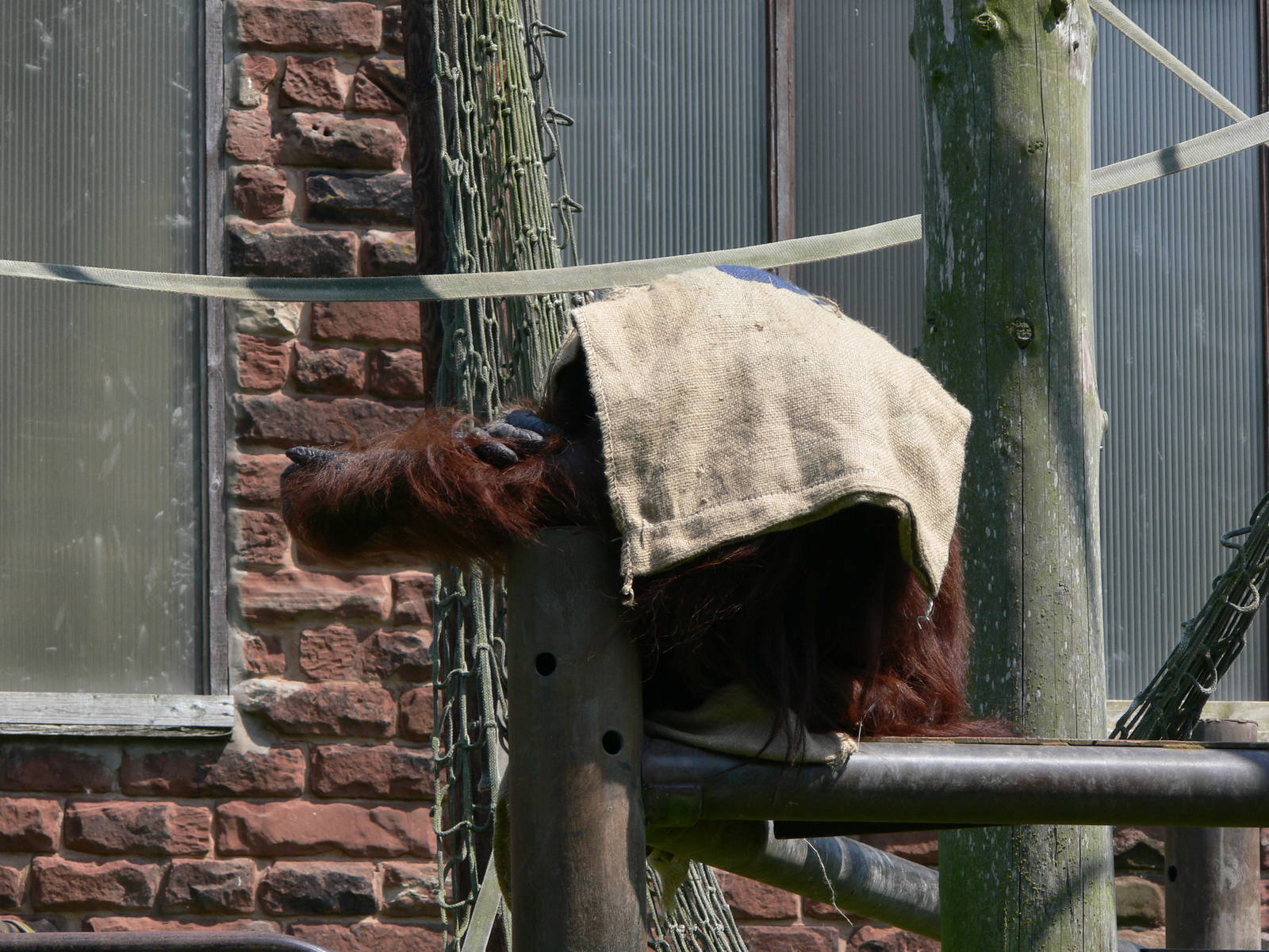 Bornean Orangutan at Chester, 23/07/14