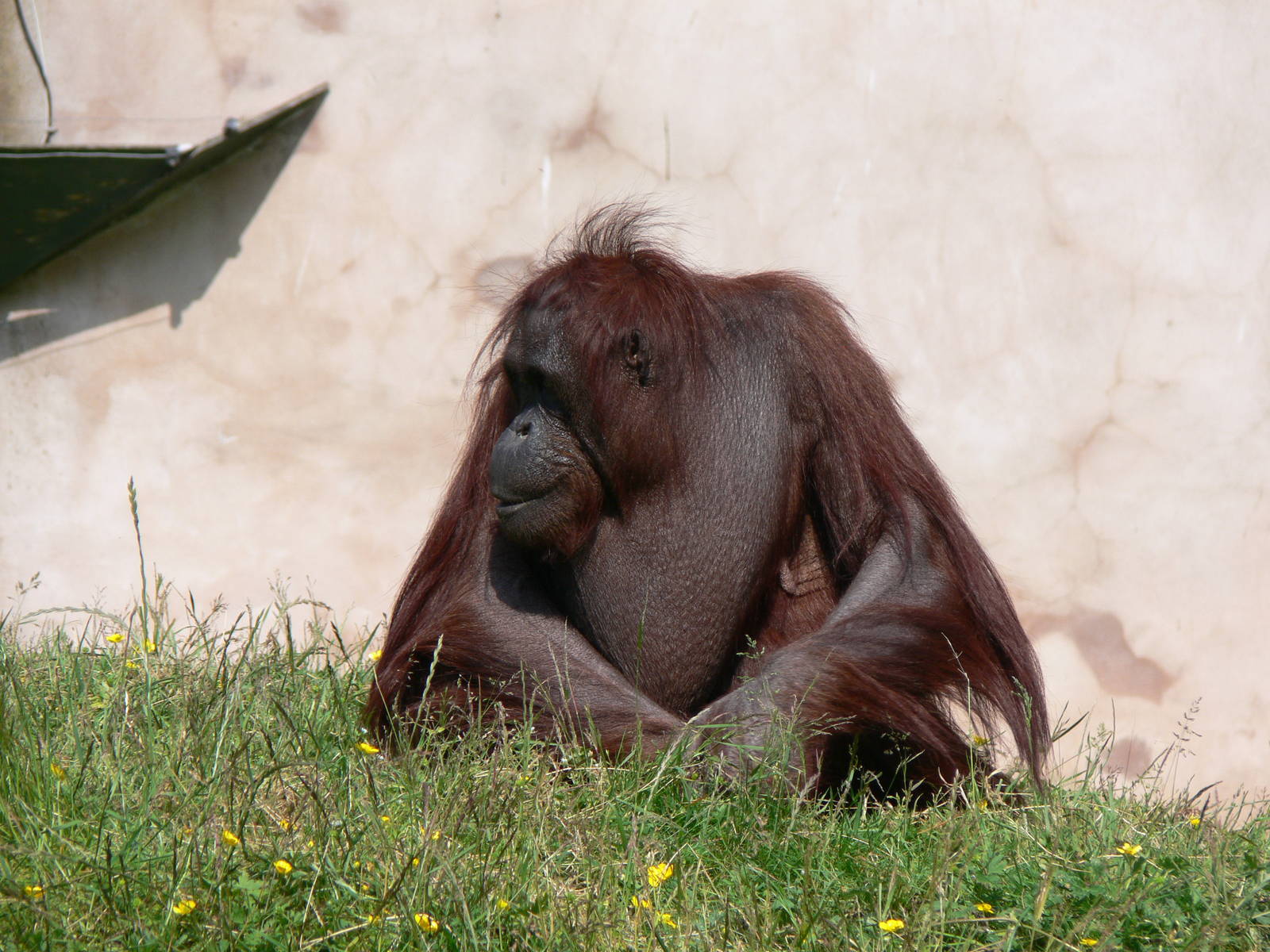 Bornean Orangutan at Chester Zoo, 06/07/13