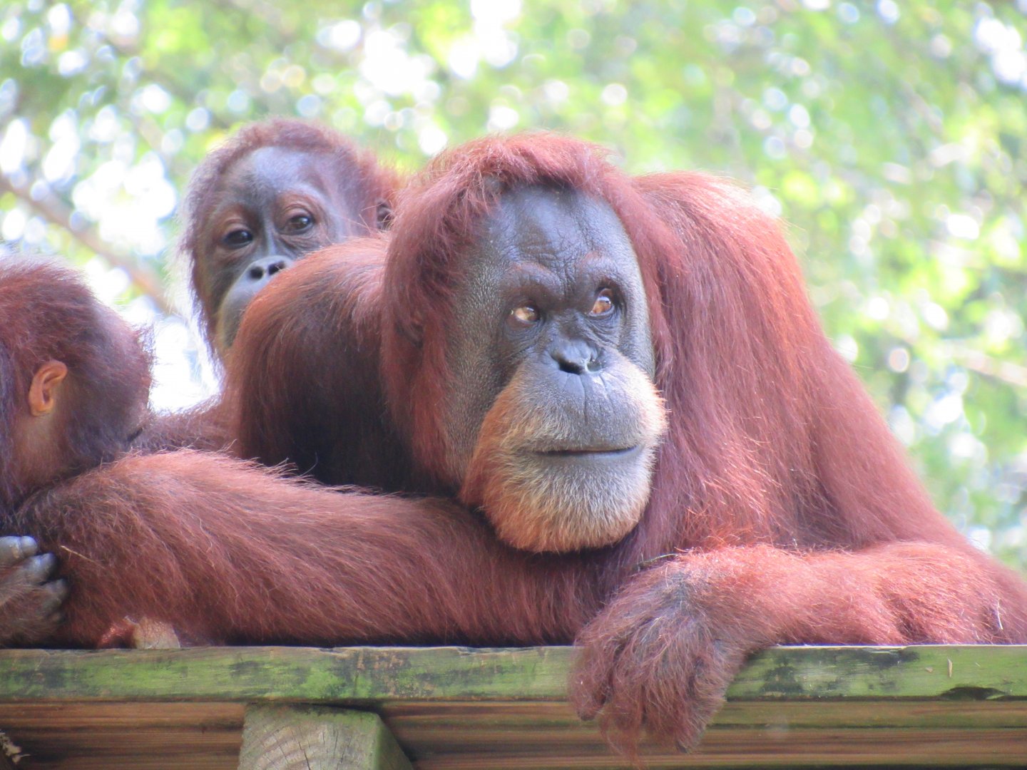 Bornean Orangutan at Zoo Atlanta