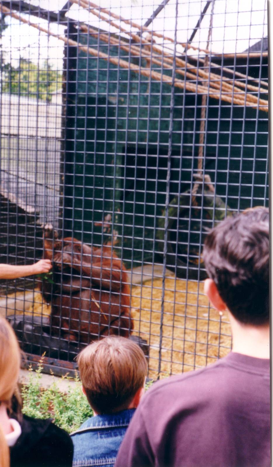 Bornean Orangutan, August 1996