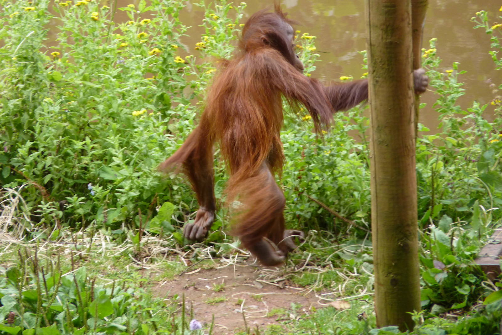 Bornean Orangutan, August 2015