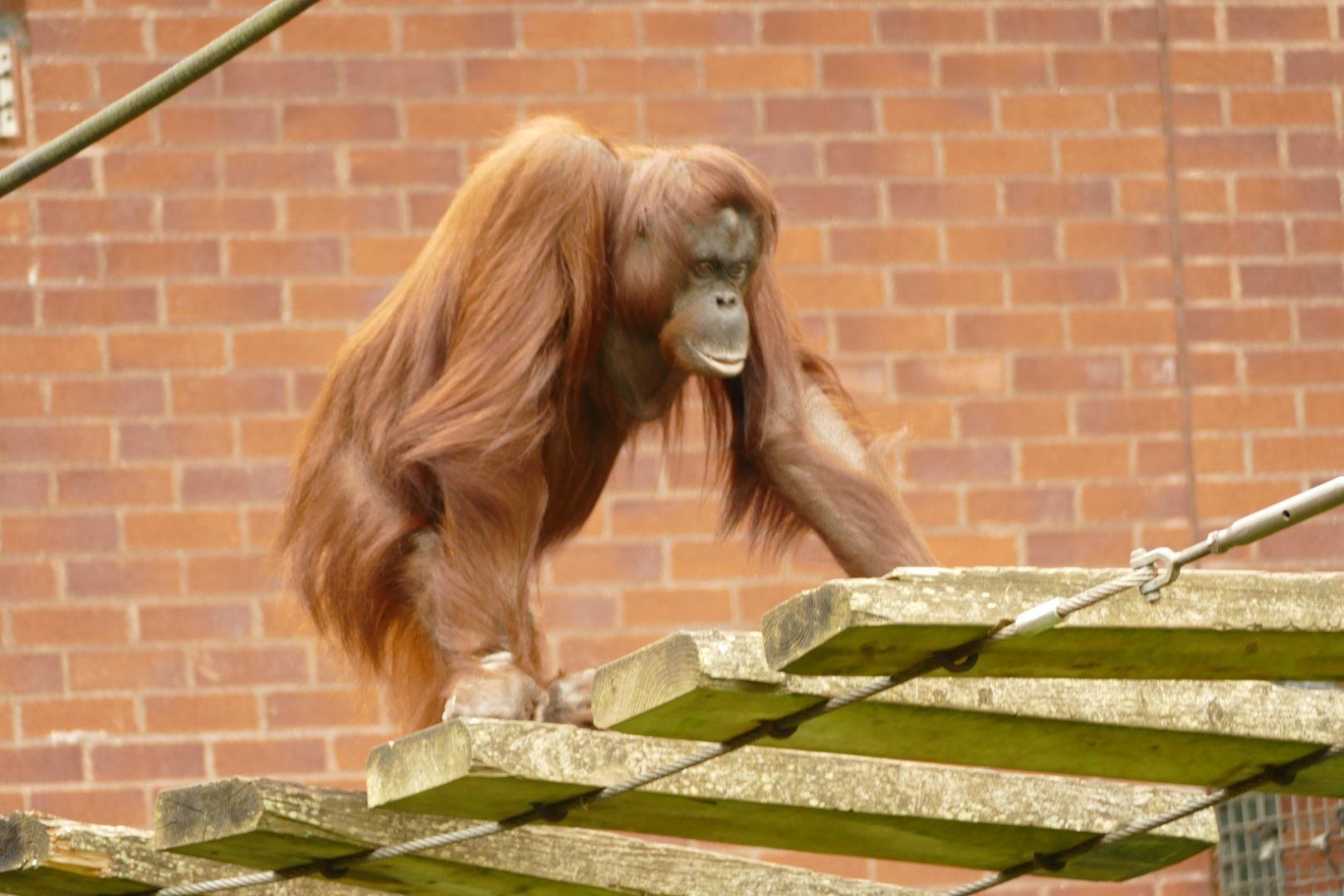 Bornean orangutan, August 2021