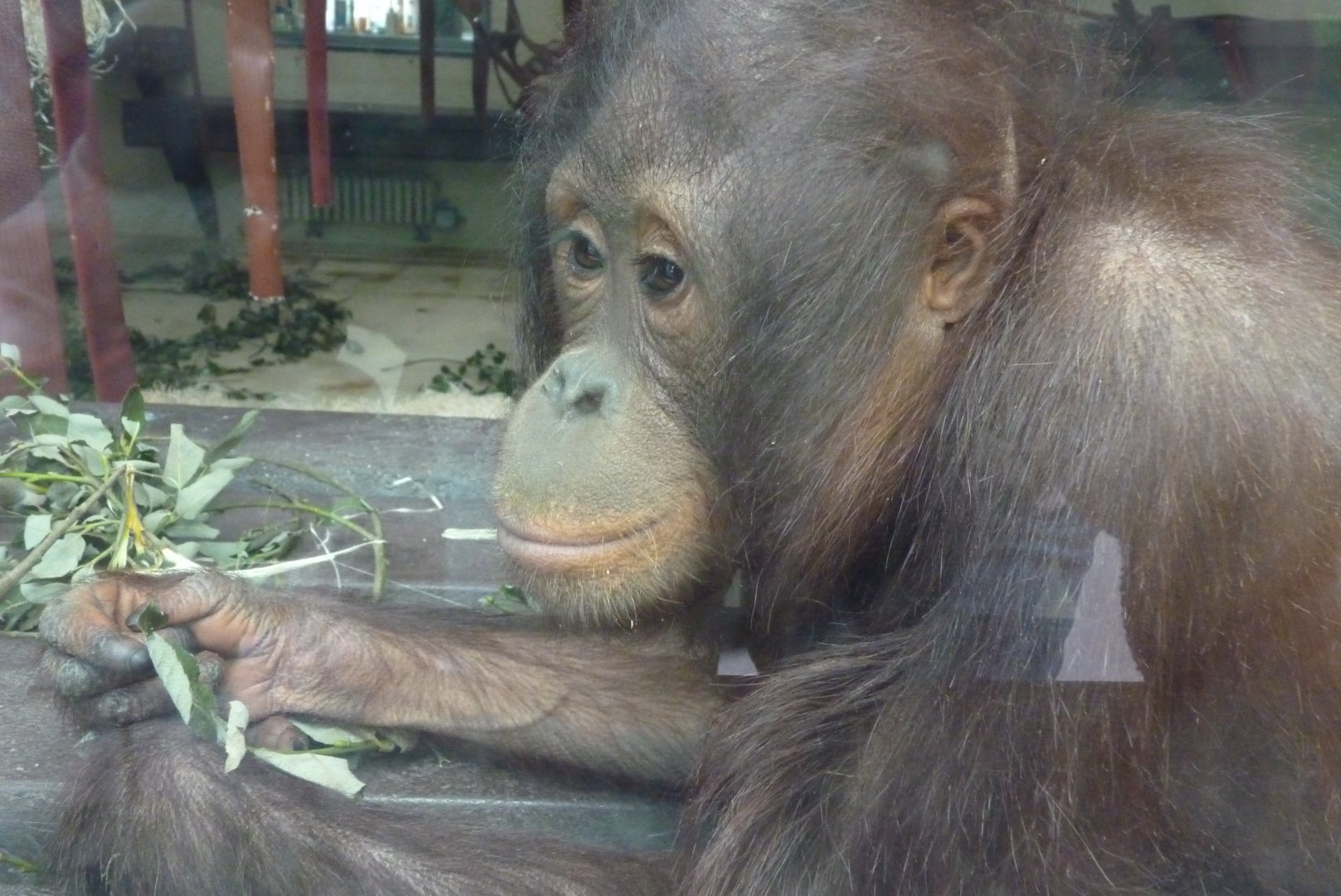 Bornean Orangutan, Awan. July 2017