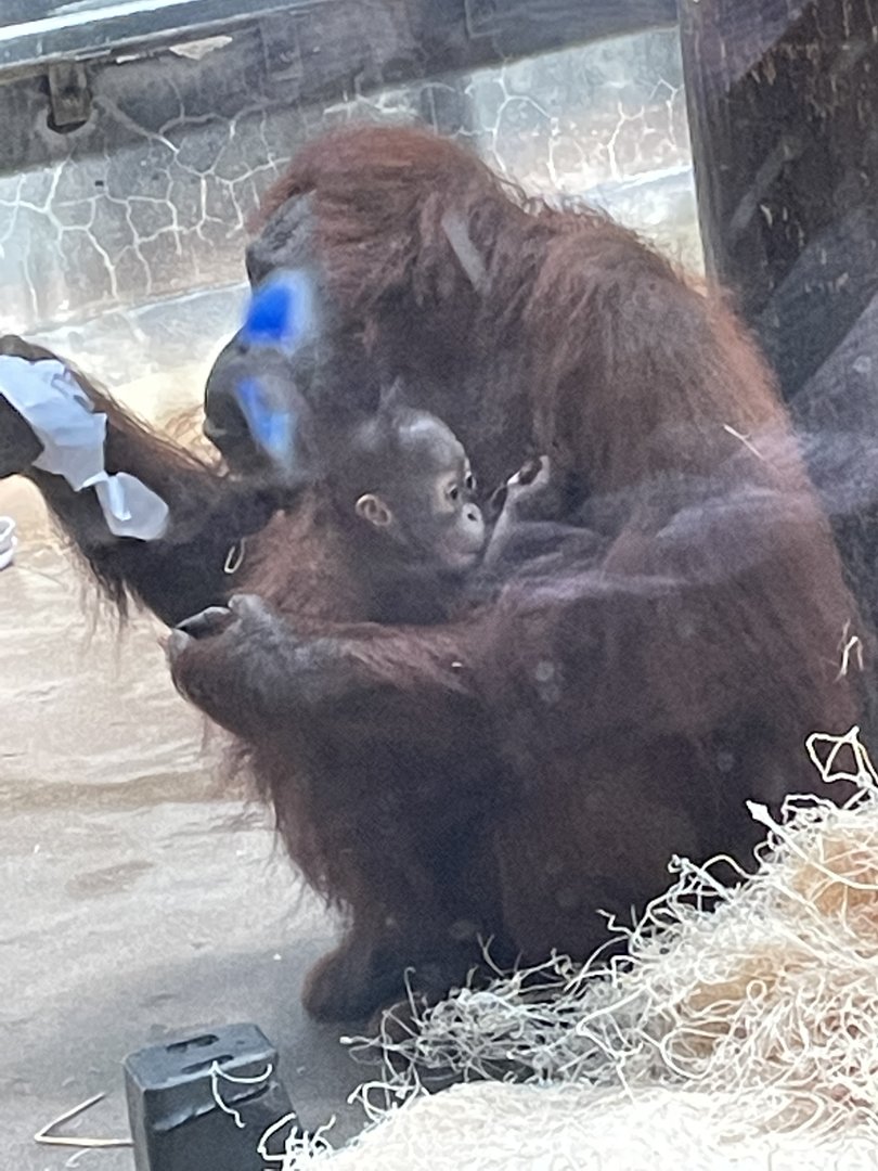 Bornean Orangutan Baby (9/18/22)