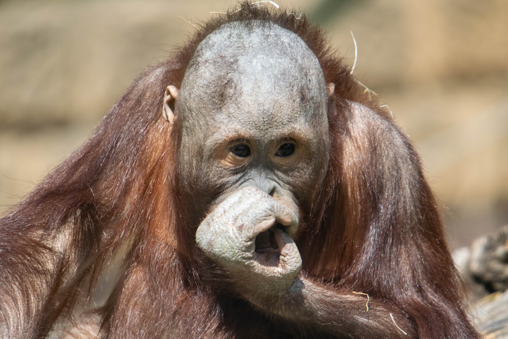 Bornean Orangutan - Basuki