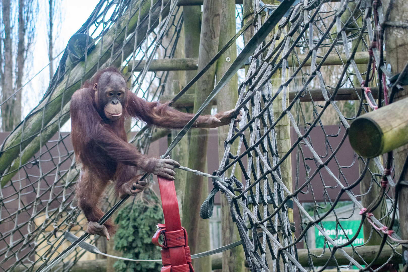 Bornean Orangutan Basuki
