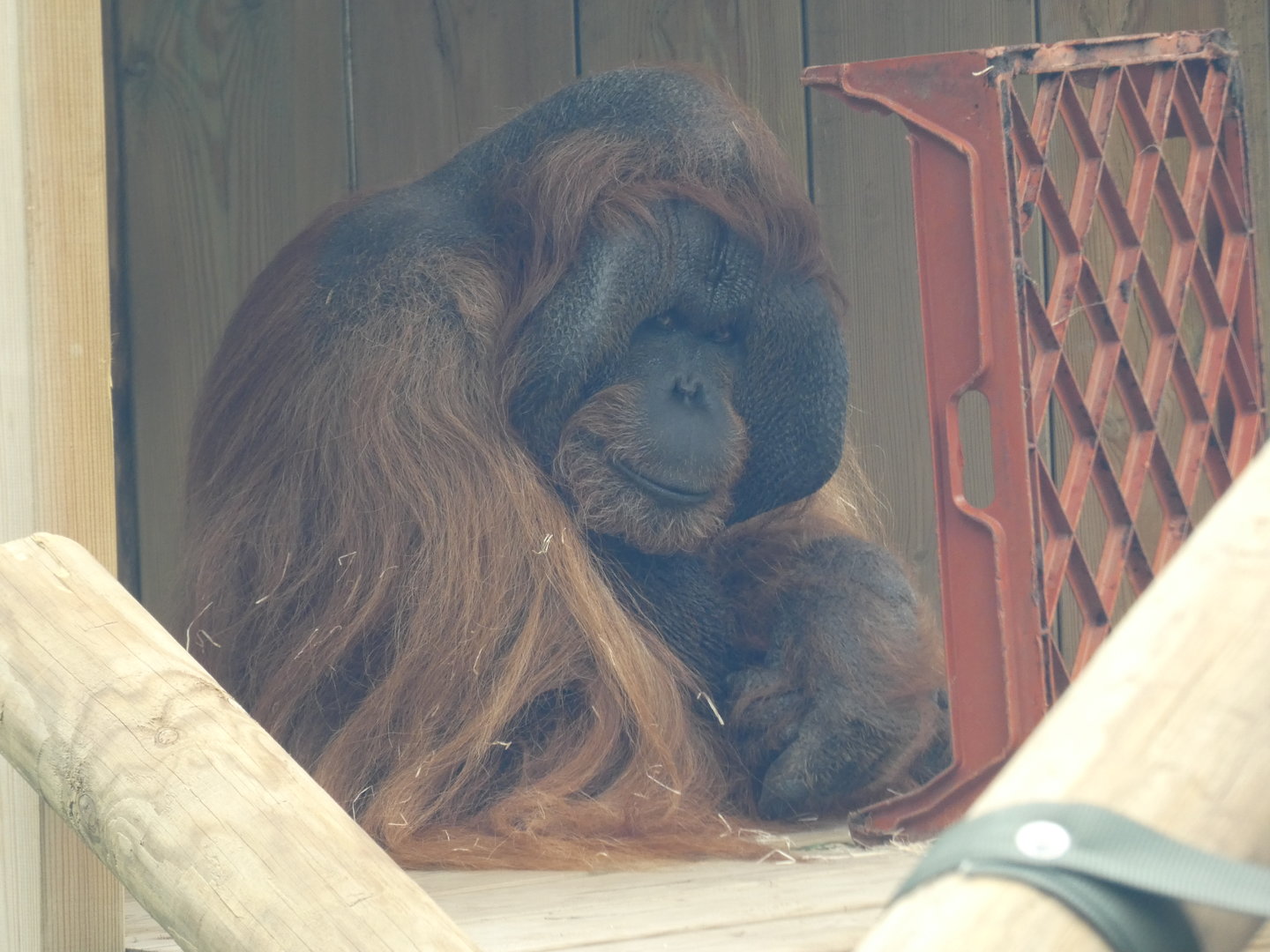 Bornean orangutan, Benjamin