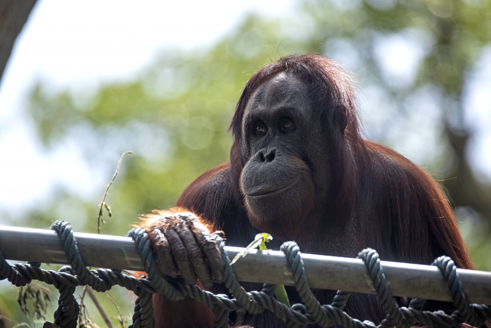 Bornean orangutan 'Binte'