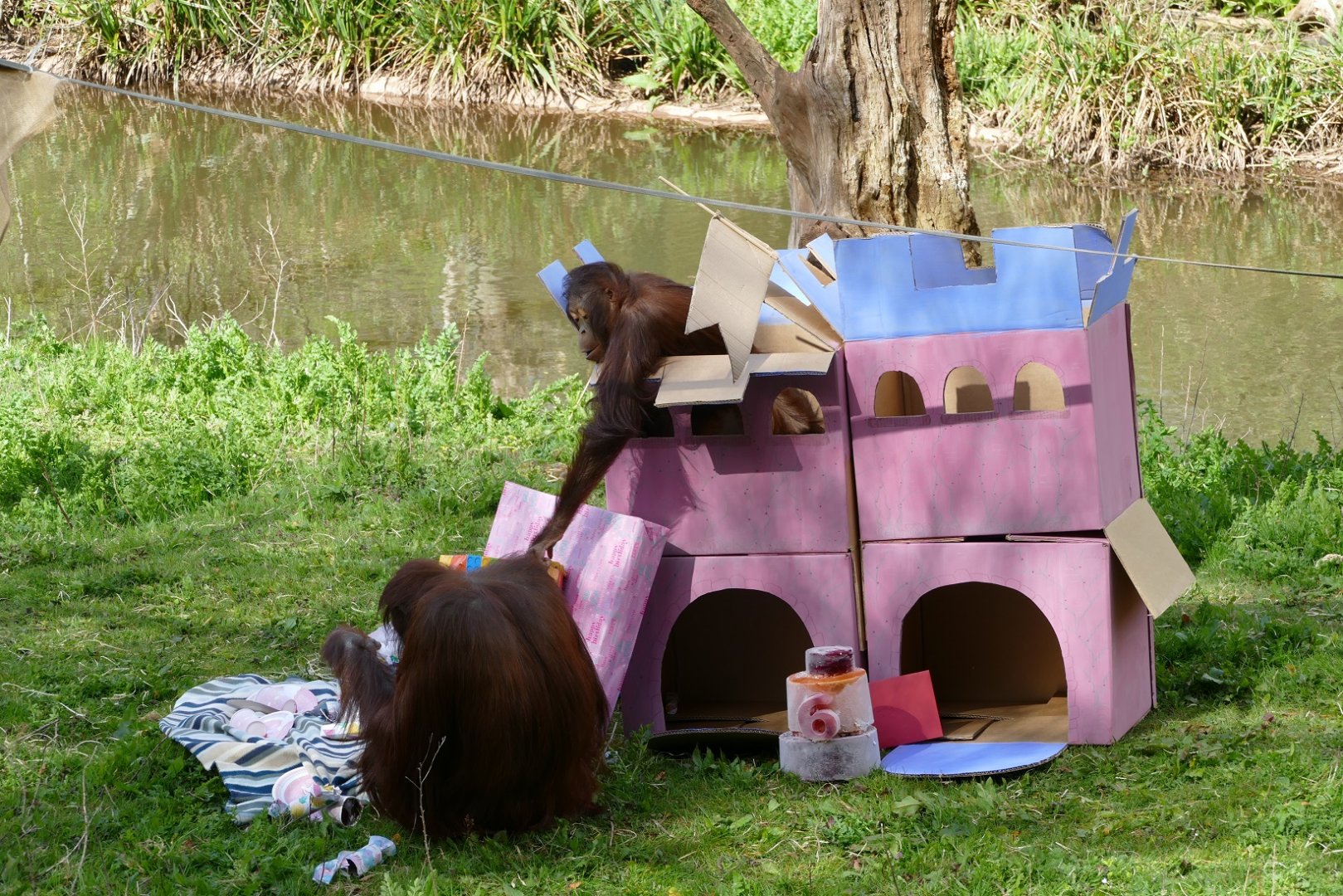 Bornean orangutan birthday, 11 April 2019