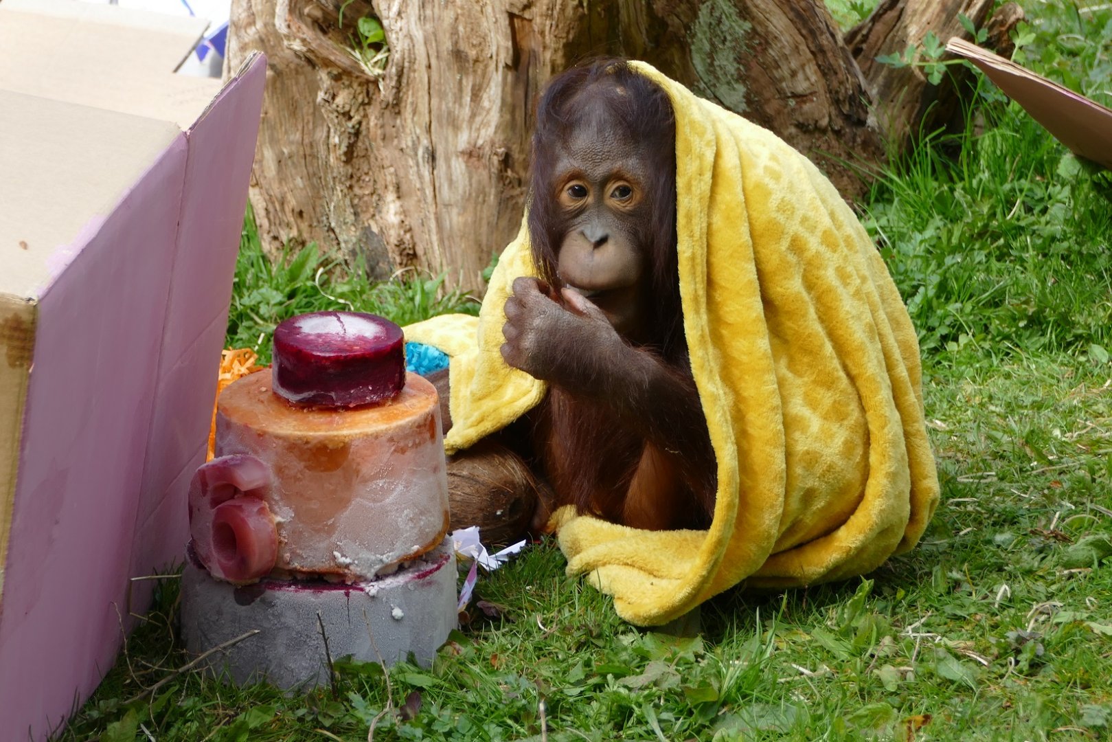 Bornean orangutan birthday, 11 April 2019