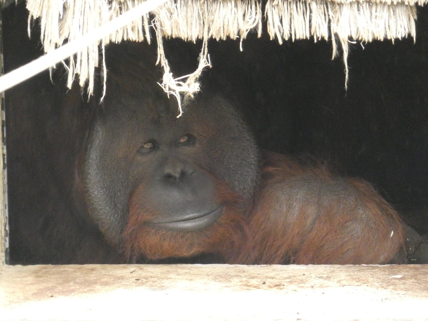 Bornean orangutan breeding male